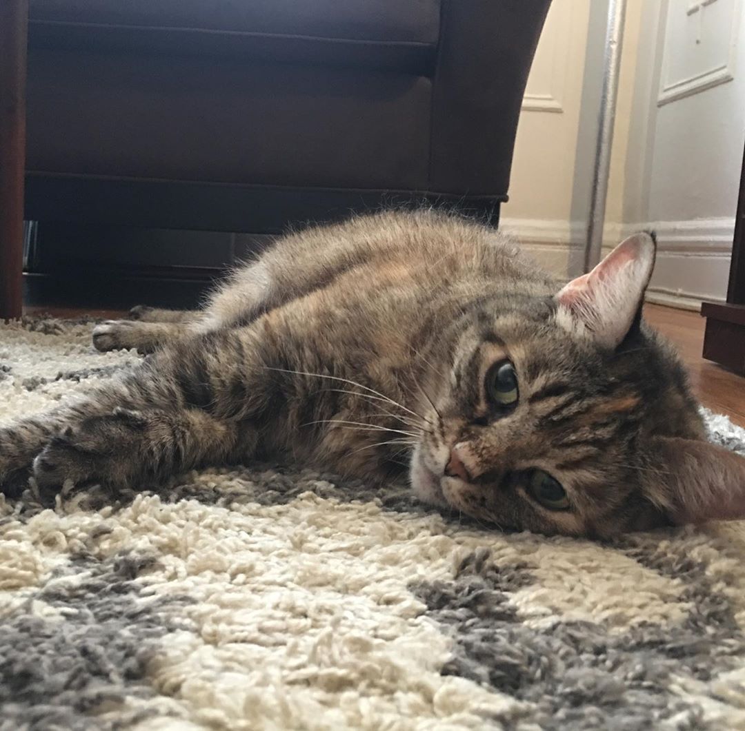 Happy Caturday! We are always happy when Caturday rolls around, but today, we ar…