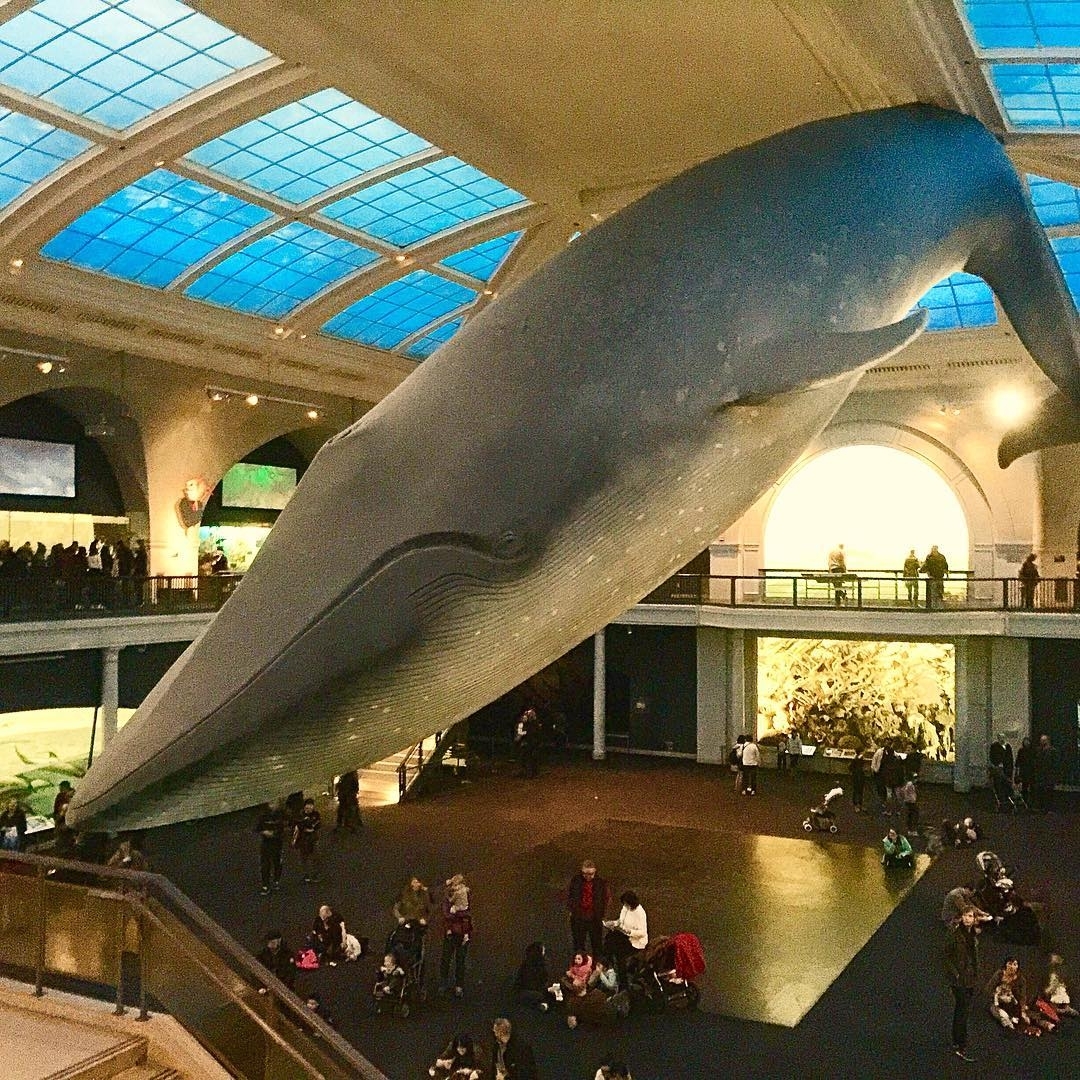 #NewYorkCity has the coolest things in the world such as the giant #bluewhale fi…
