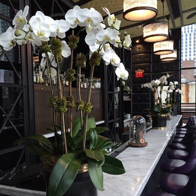 Staying fresh with beautiful new orchids on our bar courtesy of @essenceotgarden…