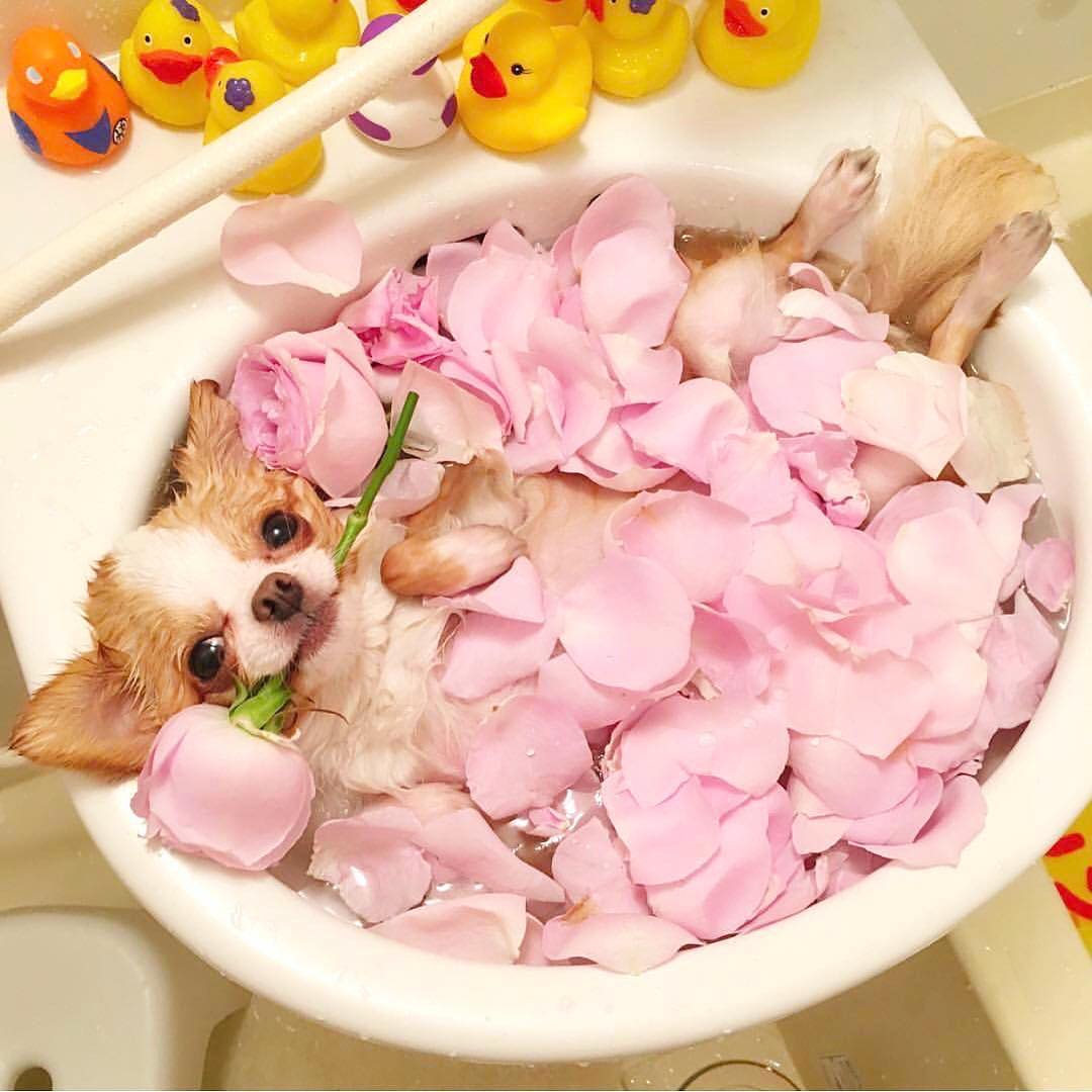 Nobody expected that the bouquet recipient is actually this little doggy!!! …