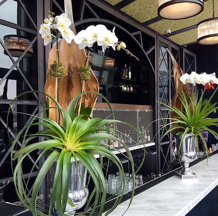 Turning tropical : @essenceotgarden #regram… #regram #rooftopbarsnyc #nyclife #n…